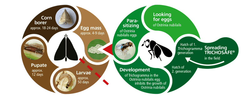 Effective period results from the hatching period and the development cycle. In order to ensure the longest possible effective period, all our TRICOSAFE products contain Trichogramma eggs at minimum six different stages of their development. 