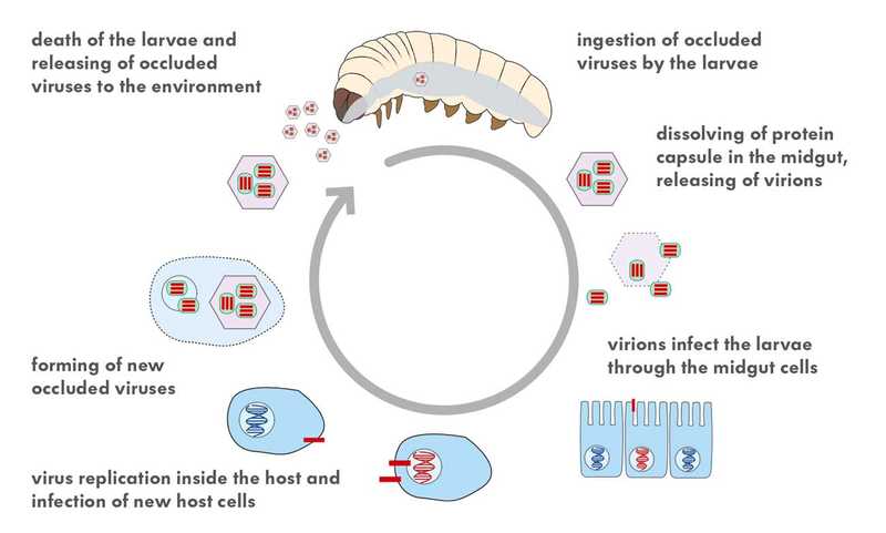 Baculoviruses must be ingested by the insect larvae. Once in the midgut of the host, the protein capsules of the baculoviruses are dissolved and release virions, which infect the insect’s midgut cells. The multiplication of virions within infected cells cause the infection to spread inside the host. A few days later, the larvae die and release millions of new viruses into the environment.